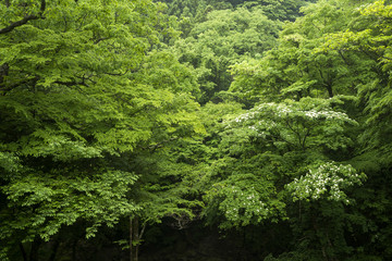 Fototapeta na wymiar 大船黒岳風景林の緑の森