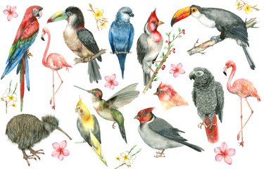 Panele Szklane  Zestaw tropikalnych ptaków