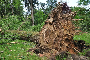 Fototapeta premium broken tree