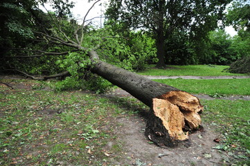 broken tree
