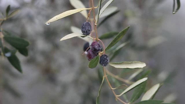 Closeup video of ripe olive on the tree
