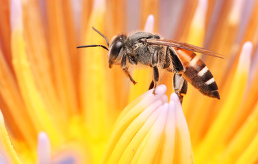 Bees and lotus
