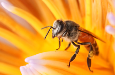 Bees and lotus