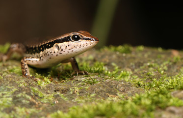 Small lizard basks in the sun on a stone