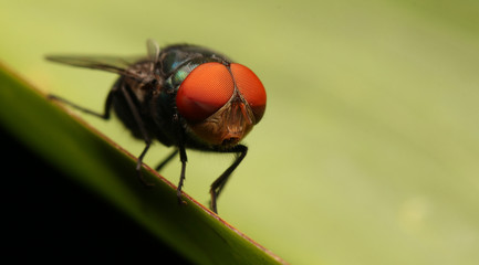 Housefly
