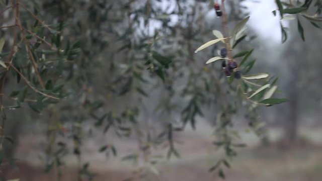 Closeup video of olive on the tree