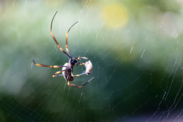 Orb spider wrapping its prey
