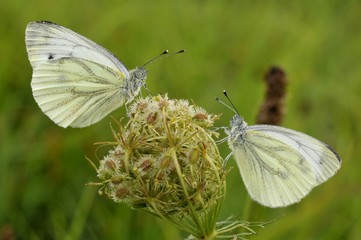 Pieris napi