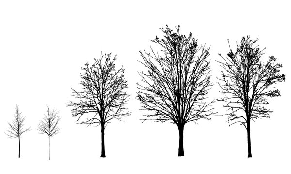 Set of vector silhouettes of trees without leaves in autumn and winter, isolated on background