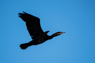 Cormorant, Phalacrocorax carbo