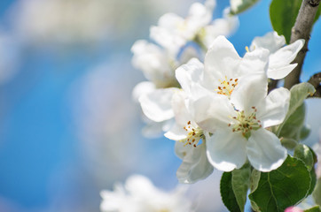 Spring Apple Blossom over blue sky.