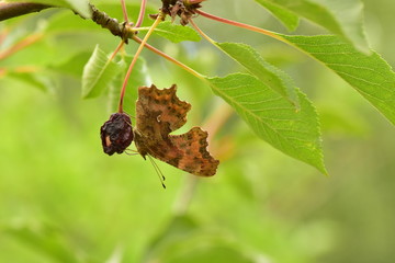 Polygonia c-album © Jakub