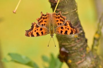 Polygonia c-album © Jakub