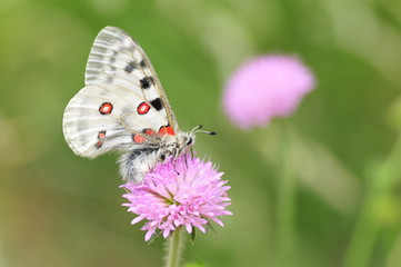 Parnassius apollo