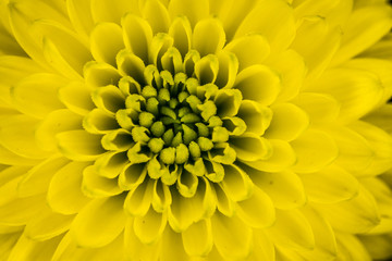 A beautiful macro photography of yellower. Chrysanthemums, called mums or chrysanths, are flowering plants of the genus Chrysanthemum, Asteraceae. Native to Asia and northeastern Europe.