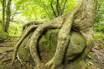 岩をつかむように生えるケヤキの木