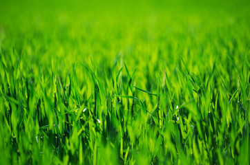 Green grass texture from a field