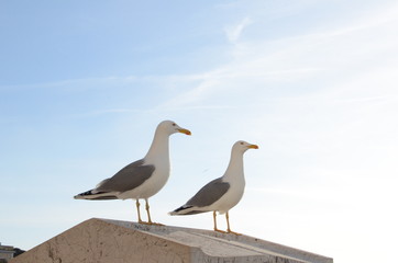 Two seagulls on the beach