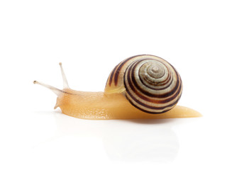 snail on a white background. macro