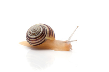 snail on a white background. macro