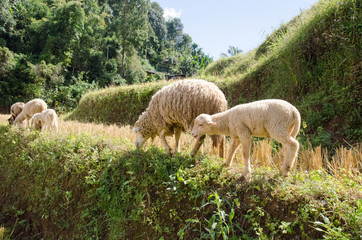Obraz na płótnie Canvas Lambs in the rice paddies. Mae Hong Son Thailand