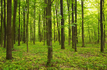 Fototapeta premium forest green