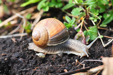Helix pomatia