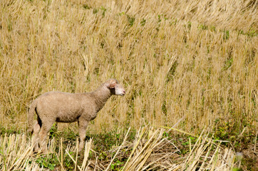 Sheep in the rice paddies. Mae Hong Son Thailand