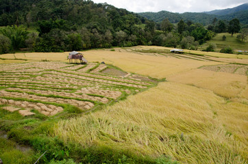 Fototapeta na wymiar Agriculture landscape after the harvesting in Northern Thailand.