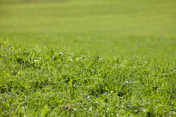 a wide green mountain pasture in Val di Funes, Italy