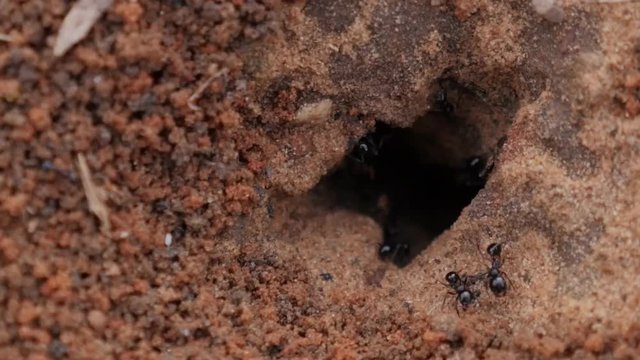 working ants