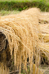 Golden rice fields, on ground