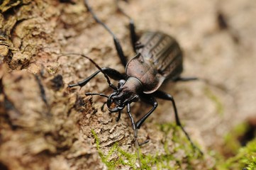 carabus granulatus