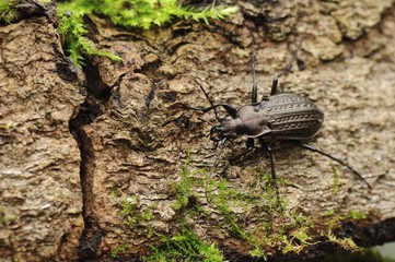 carabus granulatus