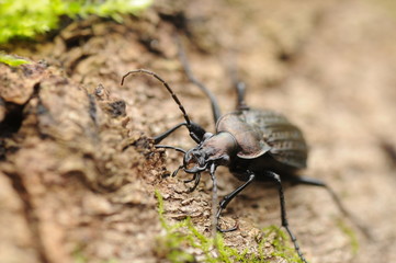 carabus granulatus