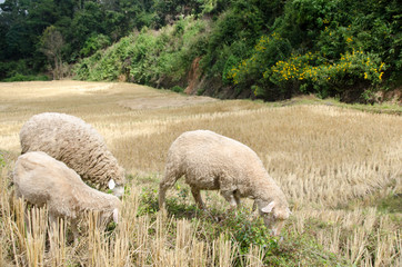 Sheep in the rice paddies. Mae Hong Son Thailand