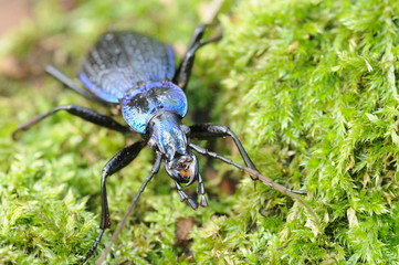 Carabus intricatus
