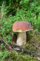 Boletus edulis