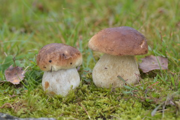 Boletus edulis