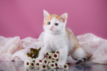 Small cute kitten Scottish breed