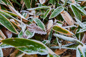 登山道のクマザサ