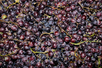 Grapes, burgundy, red. For background.