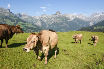 Fototapeta na wymiar Rural landscape at the village of Engelberg on Switzerland