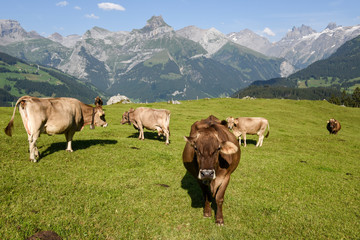 Fototapeta na wymiar Rural landscape at the village of Engelberg on Switzerland