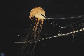 underwater jellyfish  © Ruthsarintre