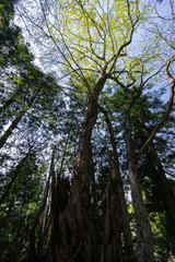 Fototapeta premium 結東のカツラ