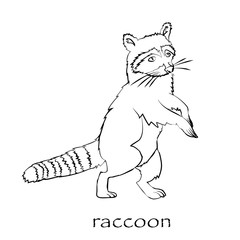 Fototapeta na wymiar Cute cartoon raccoon isolated