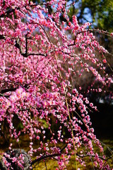 京都城南宮のしだれ梅