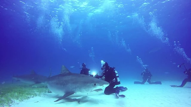 Shark poses for camera underwater on sandy bottom of Tiger Beach Bahamas. Swimming with a predator Carcharhinus leucas in pure blue water of Atlantic Ocean.
