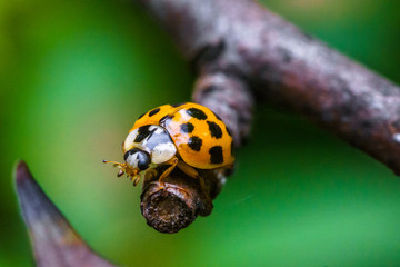 A beautiful macro insect called ladybug on the branch and leave of the tree. It has orange color and black spots. Coccinellidae is a small beetles.  names ladybird beetles or lady beetles. © Yahdi
